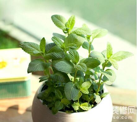 室内温度10度左右适合养什么绿植,夏天室内可降温的绿植物