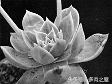 炎炎夏日送你一丝清凉,炎炎夏日送您清凉一夏