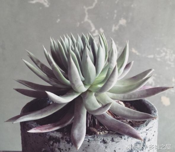 炎炎夏日送你一丝清凉,炎炎夏日送您清凉一夏