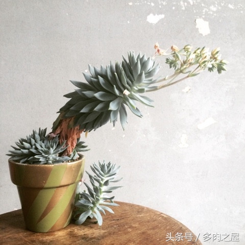 炎炎夏日送你一丝清凉,炎炎夏日送您清凉一夏