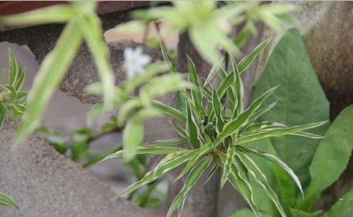 水养吊兰为什么烂根,银边吊兰叶子发软下垂怎么办