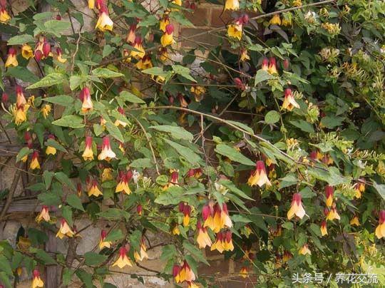 好养的爬藤花盆栽有哪些,适合庭院盆栽种植的爬藤类植物