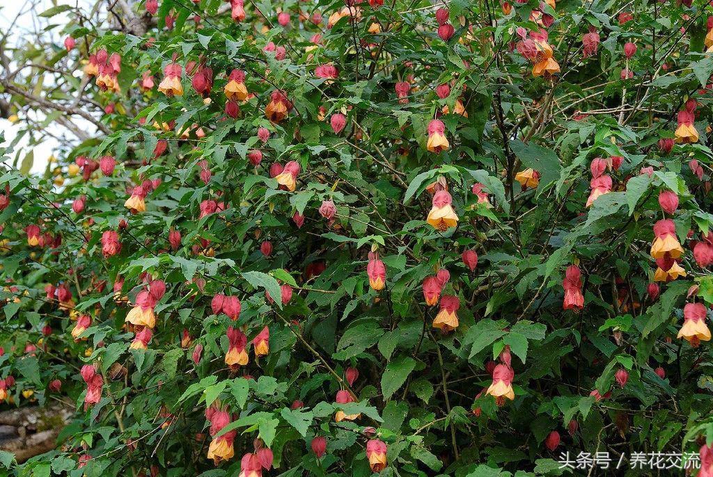 好养的爬藤花盆栽有哪些,适合庭院盆栽种植的爬藤类植物