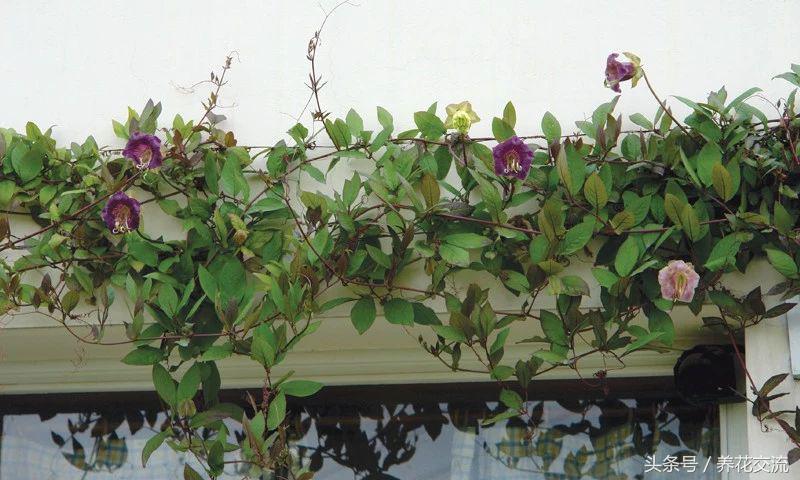好养的爬藤花盆栽有哪些,适合庭院盆栽种植的爬藤类植物