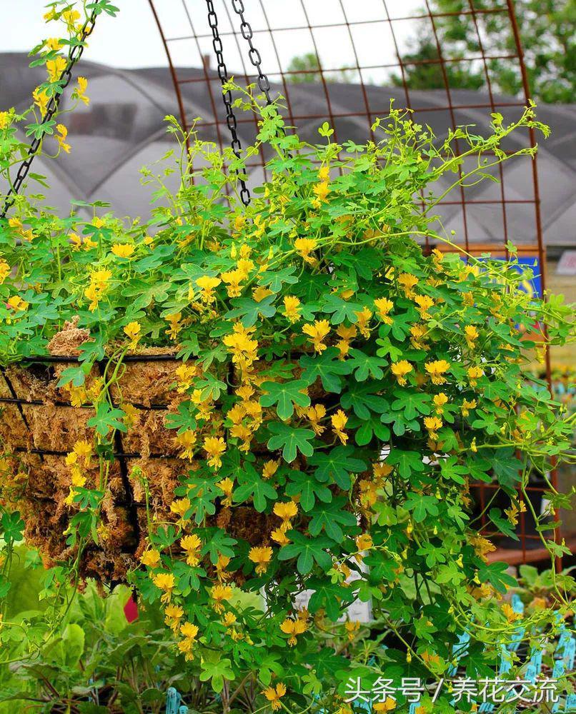 好养的爬藤花盆栽有哪些,适合庭院盆栽种植的爬藤类植物