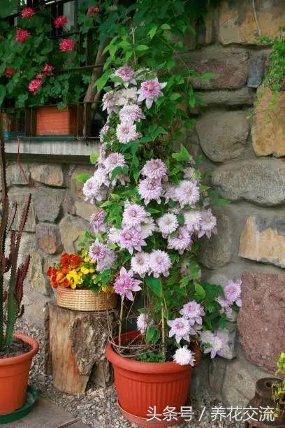 好养的爬藤花盆栽有哪些,适合庭院盆栽种植的爬藤类植物