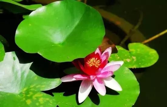 睡莲最好是放在室内还是室外养殖,睡莲与碗莲的养殖方法和注意事项