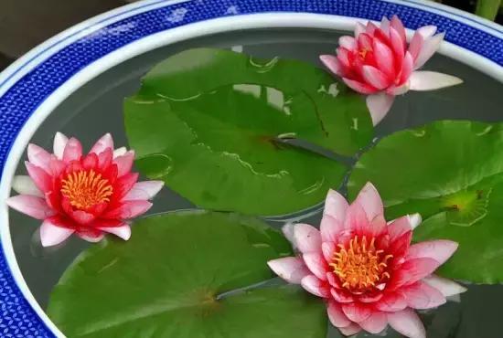 睡莲最好是放在室内还是室外养殖,睡莲与碗莲的养殖方法和注意事项