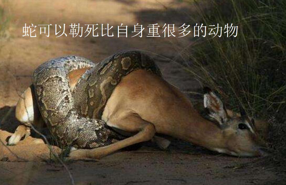 巨蟒厉害还是蛇颈龙厉害,最大的蟒蛇挑战最大的霸王龙