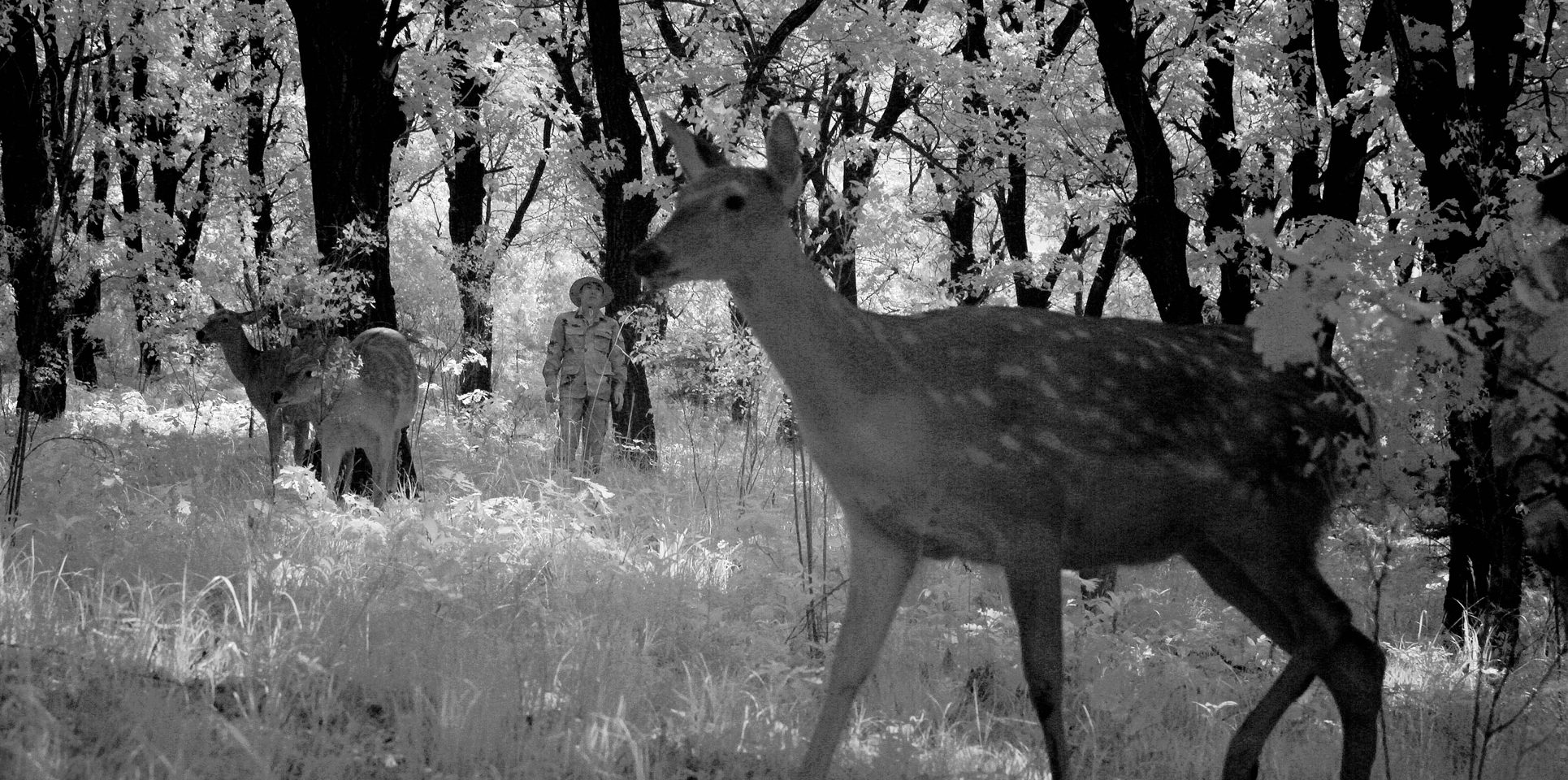 东丰县梅花鹿视频,东丰县梅花鹿之乡