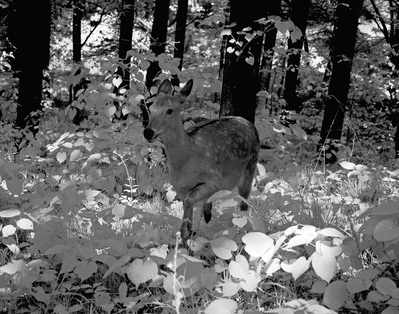 东丰县梅花鹿视频,东丰县梅花鹿之乡