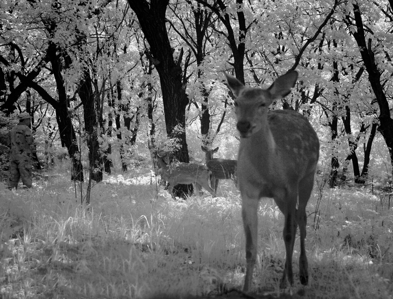 东丰县梅花鹿视频,东丰县梅花鹿之乡