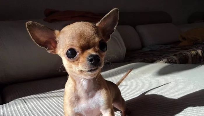 养的狗狗死了怎么办啊,不小心把狗狗养死了