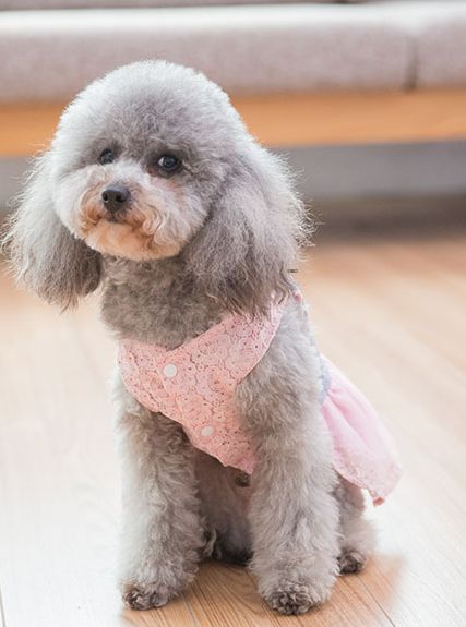 养的狗狗死了怎么办啊,不小心把狗狗养死了