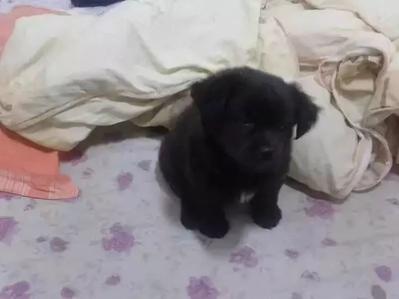 养的狗狗死了怎么办啊,不小心把狗狗养死了