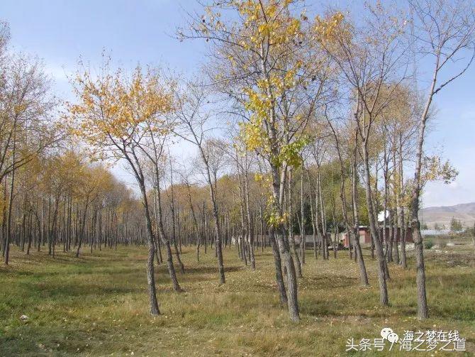 中国西部黄金谷,曾经遍地是黄金,你根本想不到!