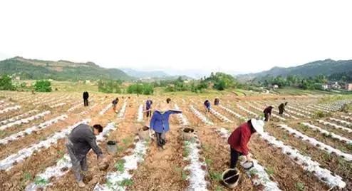 土地流转热点,土地流转助推产业振兴