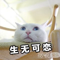 最豪华足球场草坪,足球场豪宅