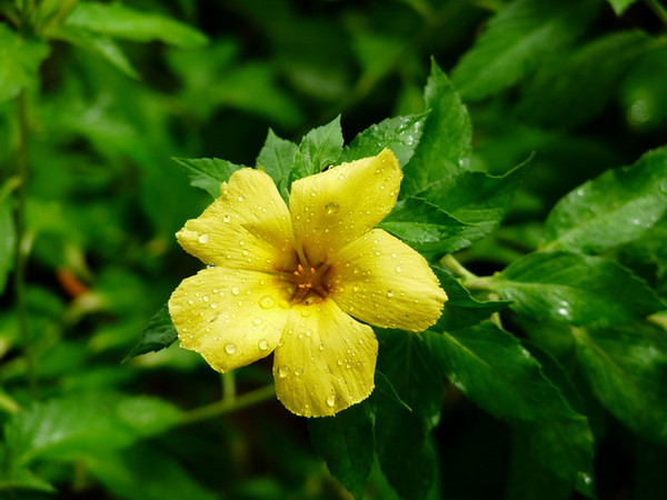 马尔代夫月桂岛攻略,7月份去马尔代夫