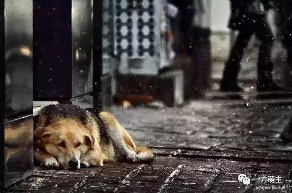 从“流浪”到“餐桌”鬼知道它们都经历了什么？