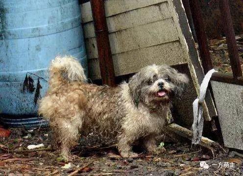 从“流浪”到“餐桌”鬼知道它们都经历了什么？