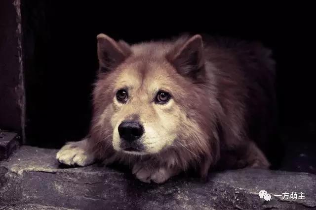 从“流浪”到“餐桌”鬼知道它们都经历了什么？