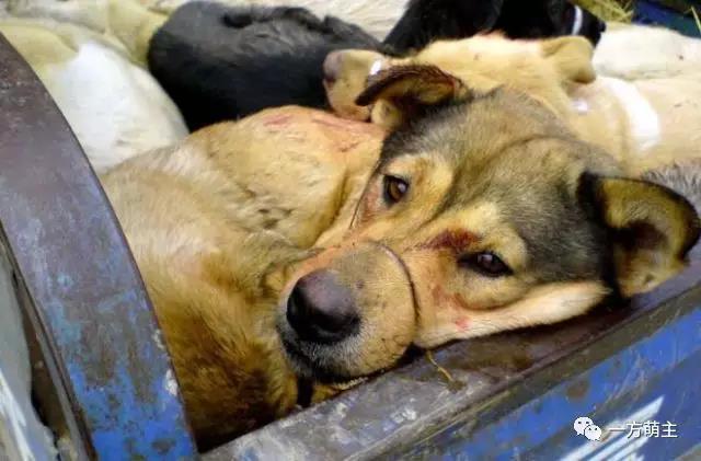 从“流浪”到“餐桌”鬼知道它们都经历了什么？