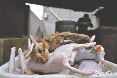 从“流浪”到“餐桌”鬼知道它们都经历了什么？