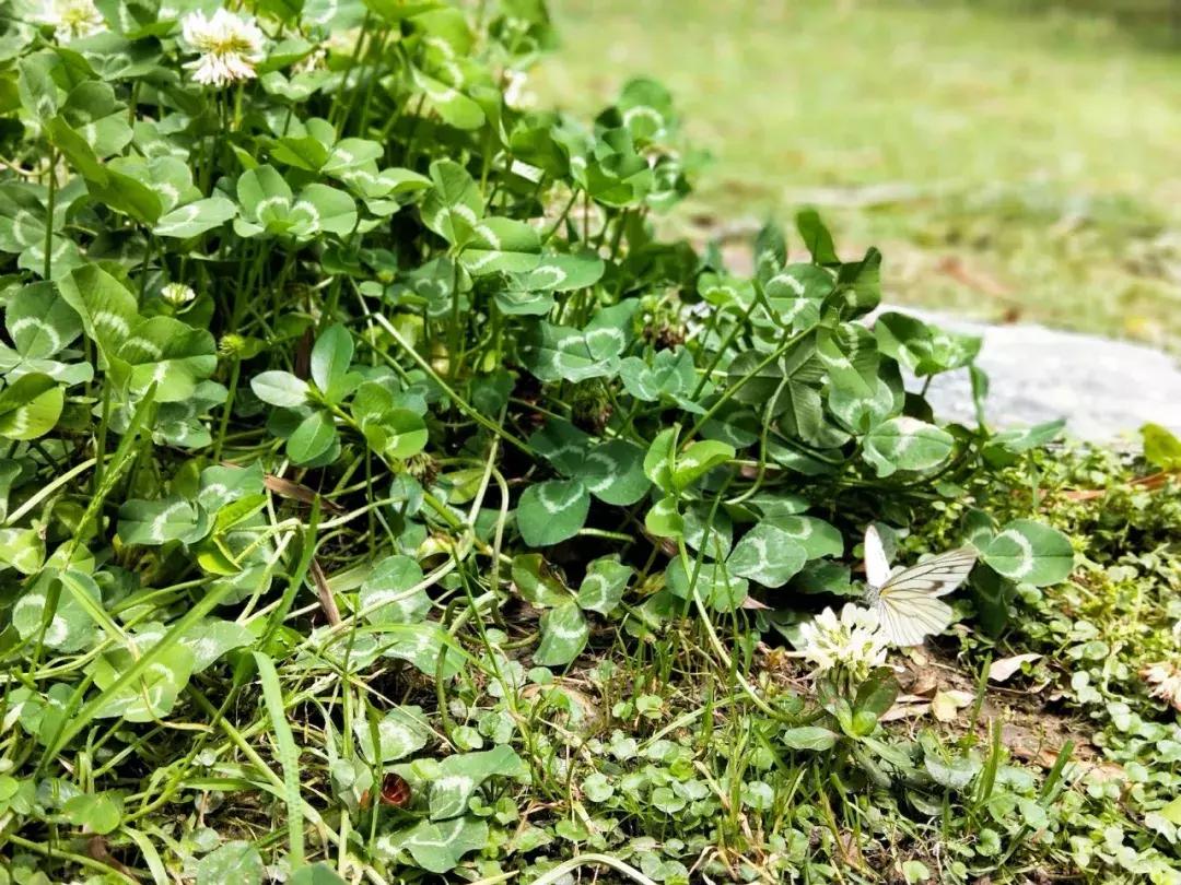 我去了成都向西50里的桃源村,朋友问我是不是去了日本?