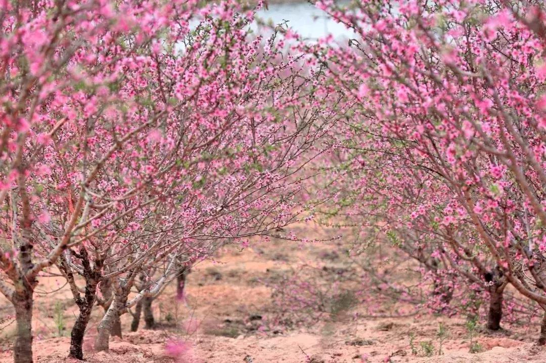 清甜爽脆的台湾甜桃已开采摘啦！30元任摘任吃！速度约起来！