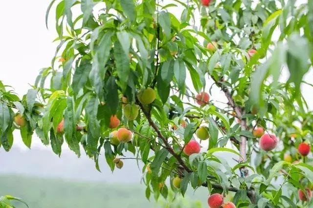 清甜爽脆的台湾甜桃已开采摘啦！30元任摘任吃！速度约起来！