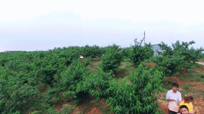 清甜爽脆的台湾甜桃已开采摘啦！30元任摘任吃！速度约起来！
