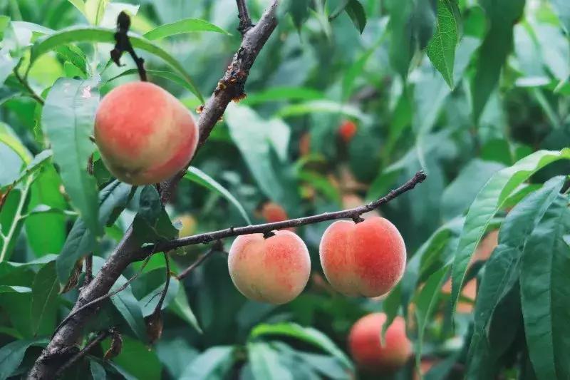 清甜爽脆的台湾甜桃已开采摘啦！30元任摘任吃！速度约起来！