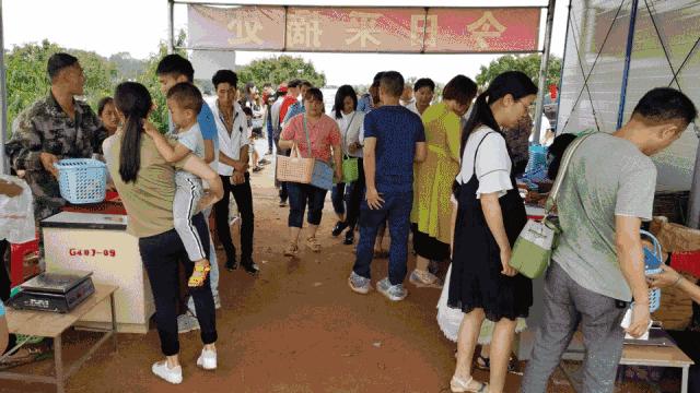 清甜爽脆的台湾甜桃已开采摘啦！30元任摘任吃！速度约起来！