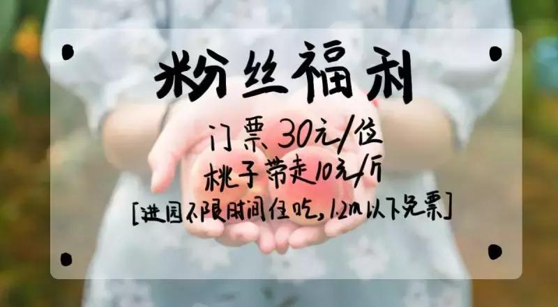 清甜爽脆的台湾甜桃已开采摘啦！30元任摘任吃！速度约起来！