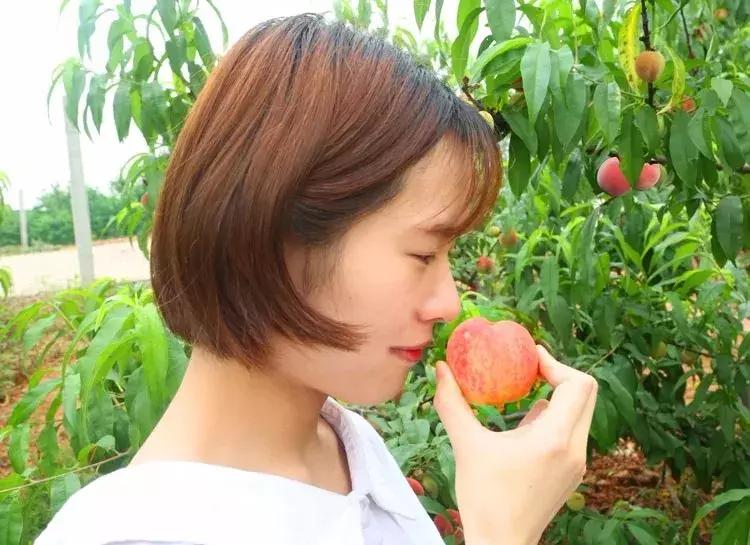 清甜爽脆的台湾甜桃已开采摘啦！30元任摘任吃！速度约起来！