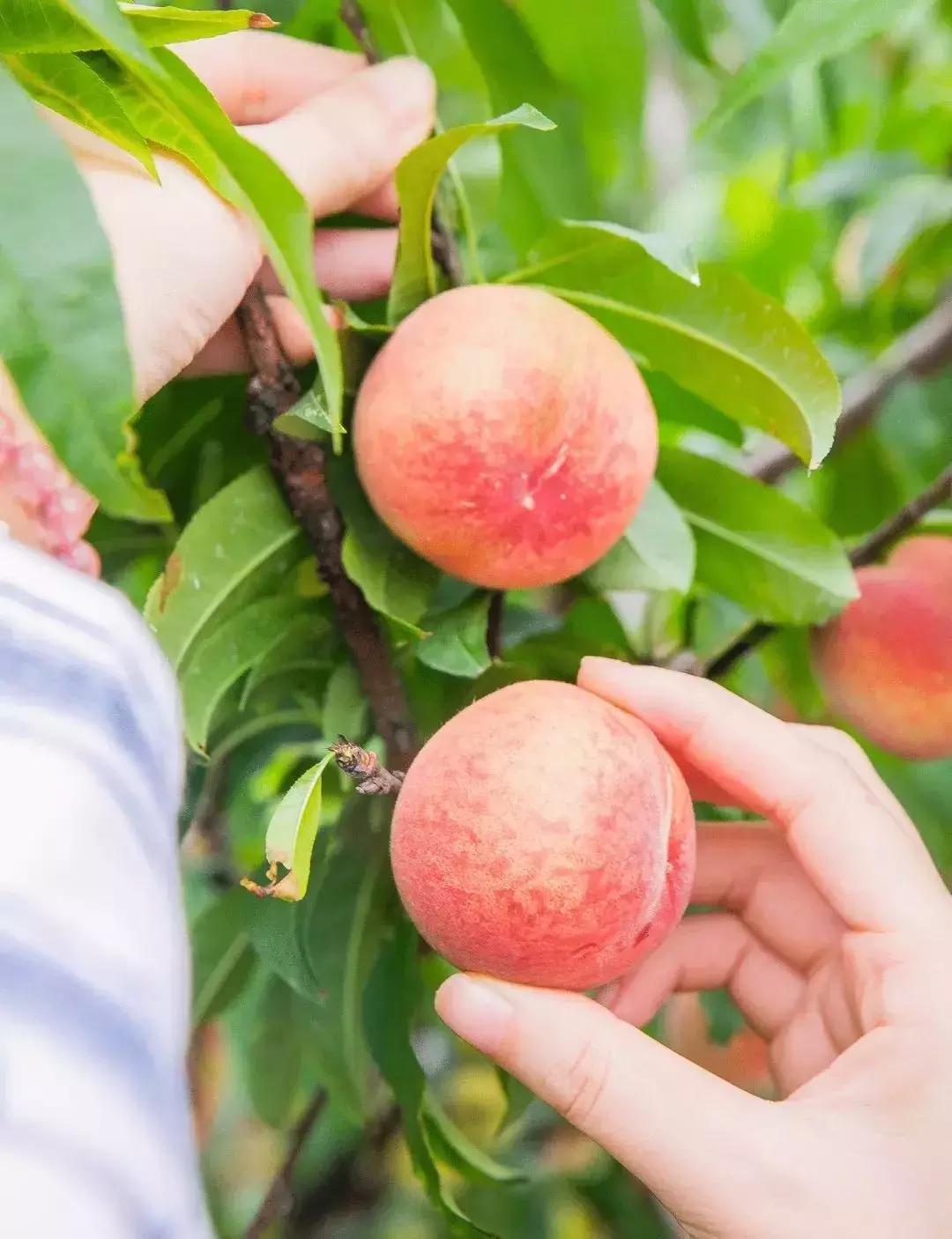 清甜爽脆的台湾甜桃已开采摘啦！30元任摘任吃！速度约起来！