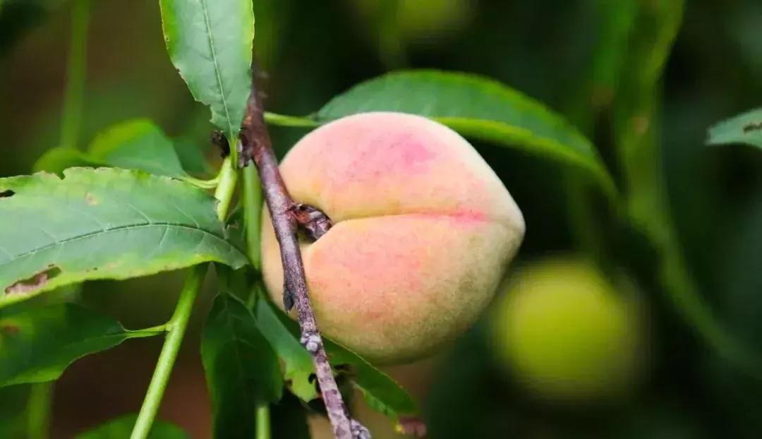 清甜爽脆的台湾甜桃已开采摘啦！30元任摘任吃！速度约起来！