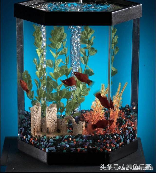 鱼缸爆裂预兆,鱼缸爆裂修复方法