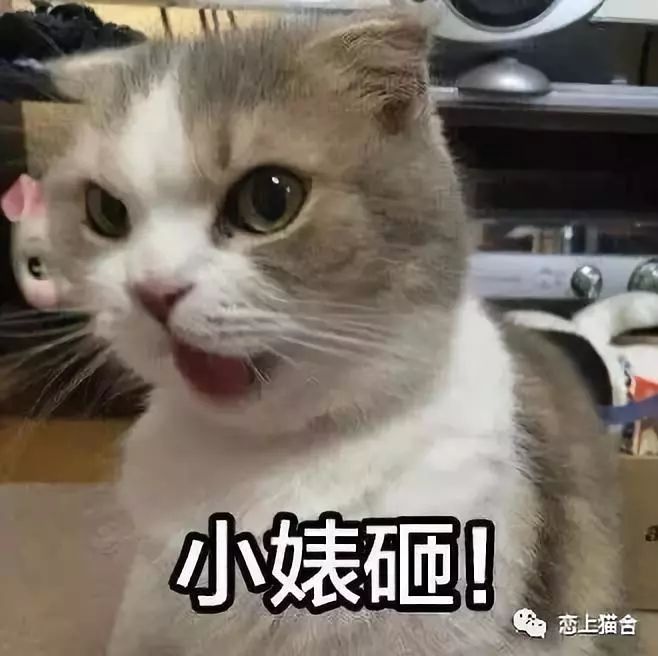 猫在夏天该做的事,猫四季喂食注意事项