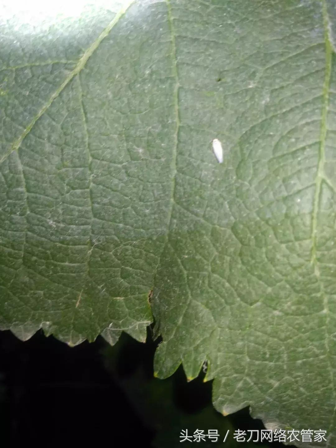 葡萄树生飞虱用什么药,葡萄叶子被虫吃打什么药