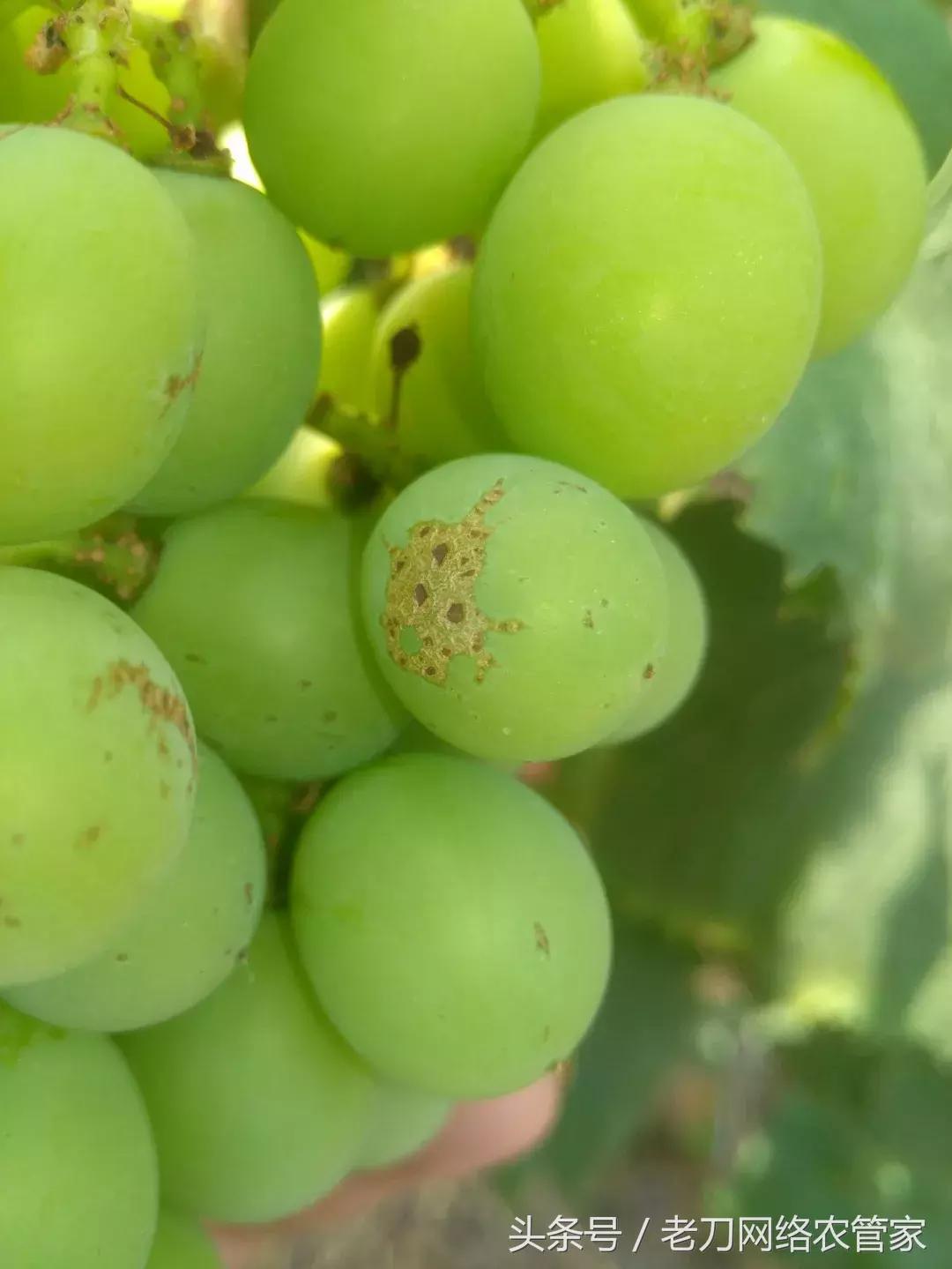 葡萄树生飞虱用什么药,葡萄叶子被虫吃打什么药