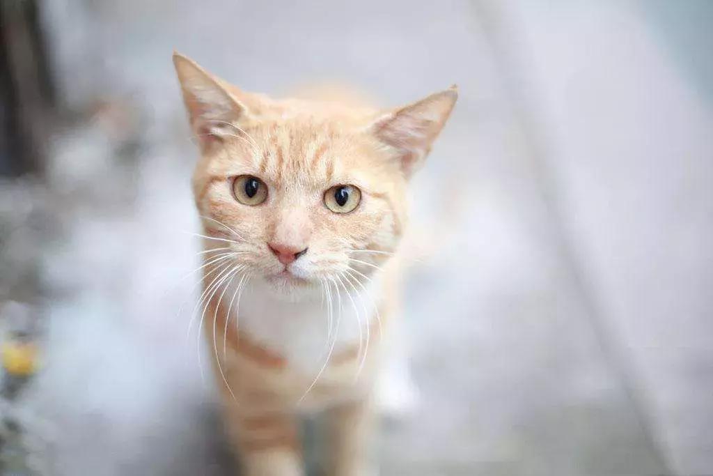 厦门旅游攻略三天最佳时间自由行,厦门旅游攻略三天两夜厦门很美