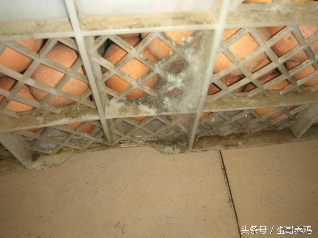 鸡蛋被污染导致外壳发霉,鸡蛋破了导致别的鸡蛋发霉了