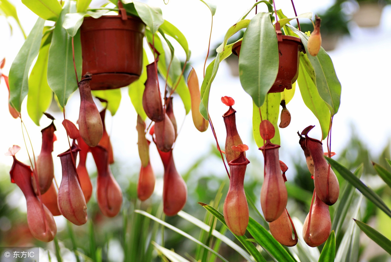 哪些植物对蚊子有驱蚊灭蚊的作用,不怕蚊子咬的植物有哪些