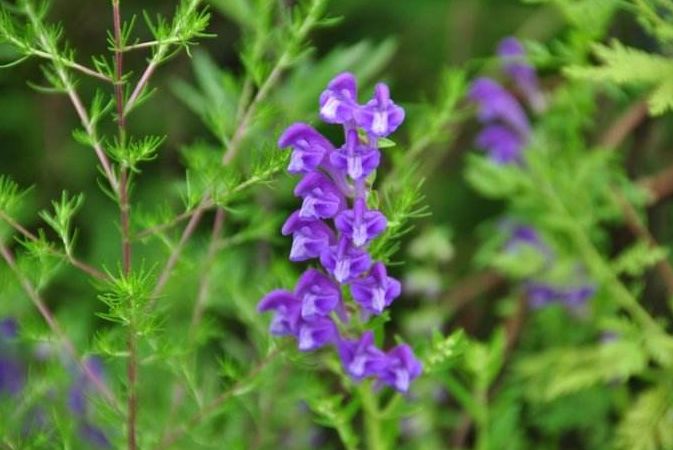 四物汤和丹参同用有什么作用,一味丹参饮胜过四物汤说明什么