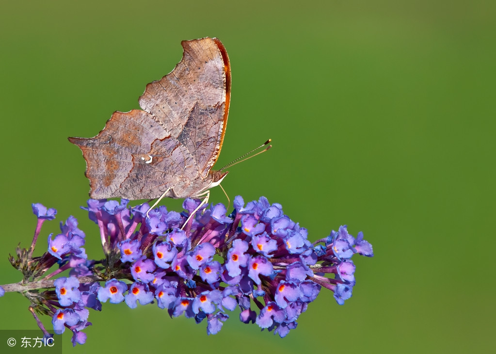 五大偏执型人格,偏执型人格分析