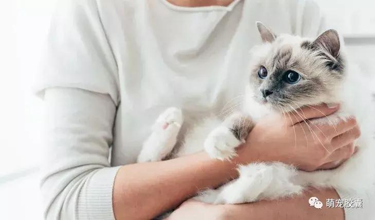 猫咪绝育有哪些检查一定要做,猫咪就诊都检查哪些项目