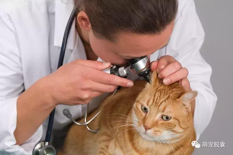 猫咪绝育有哪些检查一定要做,猫咪就诊都检查哪些项目