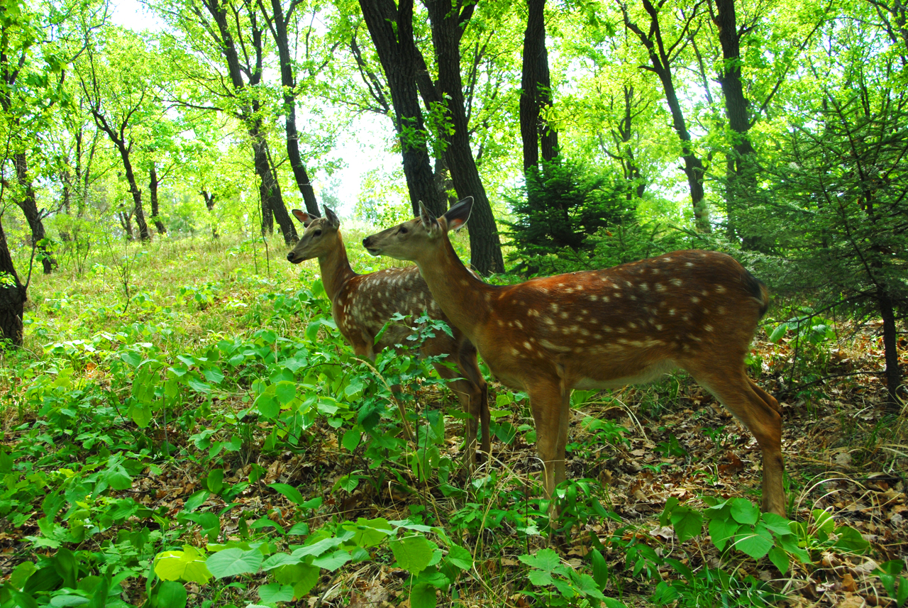 行围东丰，梅花鹿之乡皇家行围与习武东丰县采风记之十七